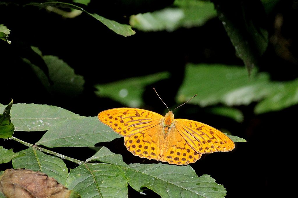 Argynnis paphia?
